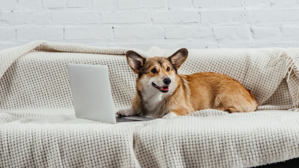 The 5 Best Sofa Materials For Pets A